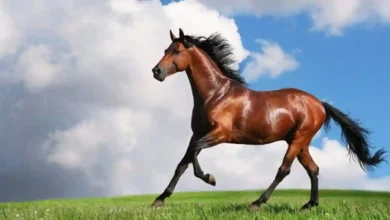 الزراعة تنصح بحماية الخيول من الإجهاد الحراري خلال الصيف وتقدم نصائح مهمة
