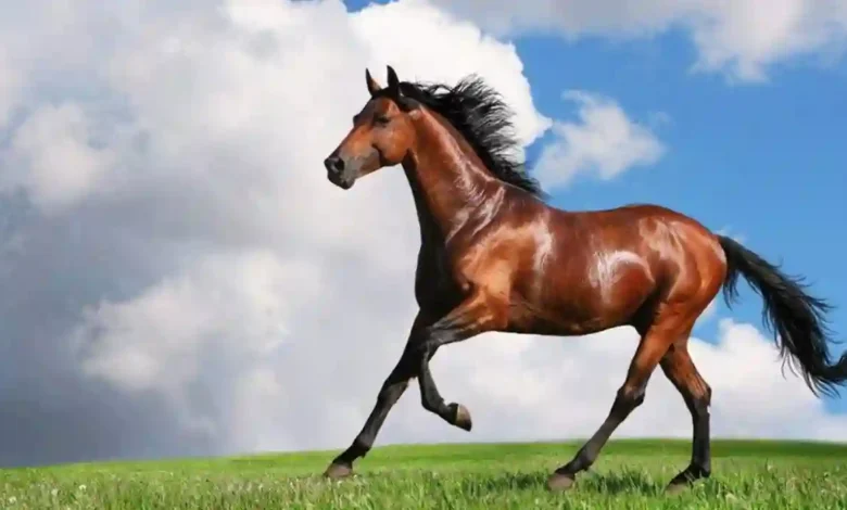 الزراعة تنصح بحماية الخيول من الإجهاد الحراري خلال الصيف وتقدم نصائح مهمة