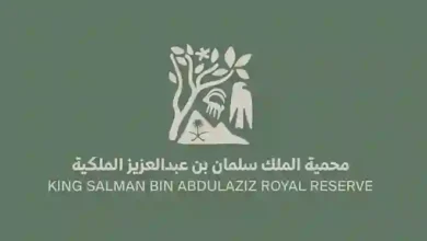 طائر أبيض نادر يظهر في سماء السعودية لأول مرة والكشف عن سبب ظهوره في المملكة