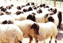 أسعار الأغنام في السعودية تفاجئ الجميع ونوع واحد فقط يسير عكس الاتجاه