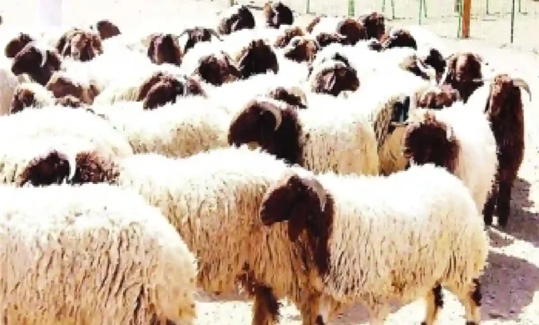 أسعار الأغنام في السعودية تفاجئ الجميع ونوع واحد فقط يسير عكس الاتجاه