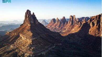 السعودية تكتشف ظهور طائر نادر في سمائها لأول مرة والسر مع محمد بن سلمان