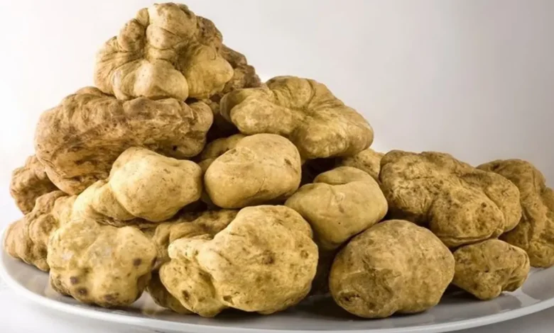 لماذا يرتفع سعر الفقع في السعودية والكويت؟