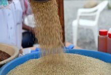 نبات فريد من نوعه في عسير: اكتشفه في جنوب السعودية!