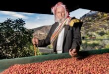 في السعودية: منطقة تزرع أفضل أنواع البن في العالم