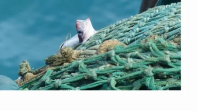 السعودية تعلن الحرب وتواصل عمليات القبض على المصريين بسبب الأوضاع في البحر الأحمر