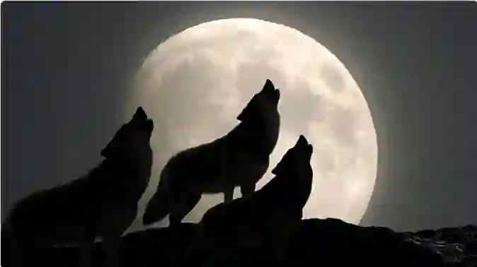 ظهور الذئب العملاق في سماء السعودية يثير الرعب والفلك يوضح سبب هذا الحدث الغريب