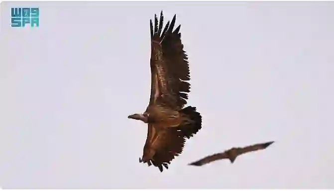 ظهور طائر عملاق في سماء السعودية لأول مرة: صور تكشف المفاجأة عن موطنه الأصلي