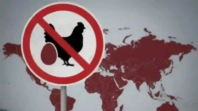 السعودية تحذر من شراء أو تناول أنواع من البيض والدواجن حسب عكاظ.. هيئة الغذاء تكشف السبب وراء القرار