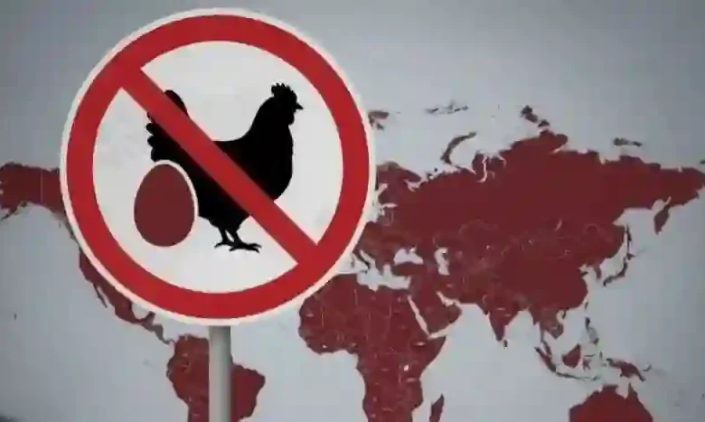 السعودية تحذر من شراء أو تناول أنواع من البيض والدواجن حسب عكاظ.. هيئة الغذاء تكشف السبب وراء القرار