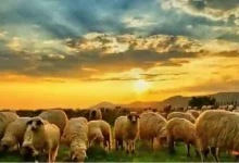 دليلك الشامل لاختيار أفضل أنواع الحم الأغنام في السعودية