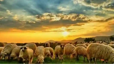 دليلك الشامل لاختيار أفضل أنواع الحم الأغنام في السعودية