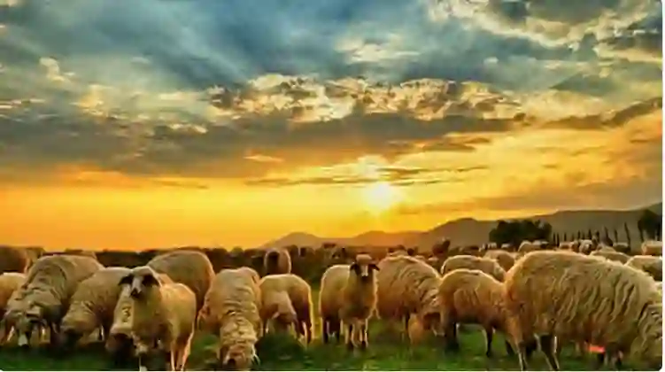 دليلك الشامل لاختيار أفضل أنواع الحم الأغنام في السعودية