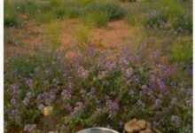 عاجل وحصري.. الفقع يبدأ بالظهور في الرياض: دليلك الشامل لأنواعه وأسعاره وطرق الحصول عليه