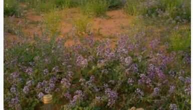 عاجل وحصري.. الفقع يبدأ بالظهور في الرياض: دليلك الشامل لأنواعه وأسعاره وطرق الحصول عليه