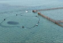 كشف عن نوع السمك الذي يغزو شواطئ السعودية قبالة جزيرة فرسان في ظاهرة موسمية