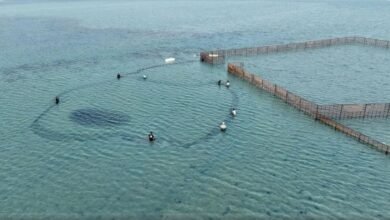 كشف عن نوع السمك الذي يغزو شواطئ السعودية قبالة جزيرة فرسان في ظاهرة موسمية