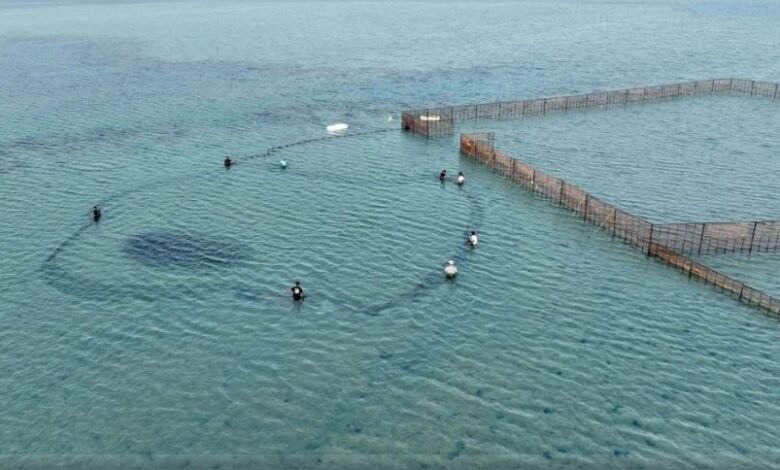 كشف عن نوع السمك الذي يغزو شواطئ السعودية قبالة جزيرة فرسان في ظاهرة موسمية