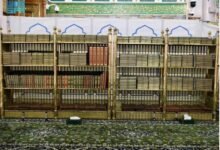 عدد المصاحف في المسجد النبوي 2026: نظام محكم لحمايتها وصيانتها