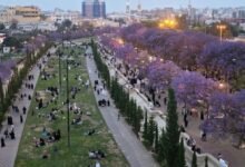 صور رائعة لزحام كبير على أماكن ظهور زهرة نادرة في أبها تظهر فقط لعدة أيام