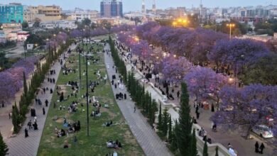 صور رائعة لزحام كبير على أماكن ظهور زهرة نادرة في أبها تظهر فقط لعدة أيام