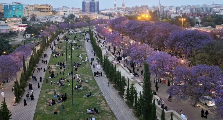 صور رائعة لزحام كبير على أماكن ظهور زهرة نادرة في أبها تظهر فقط لعدة أيام