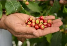 تفوق البن النجراني على جميع أنواع البن في السعودية: الأسباب وراء ذلك