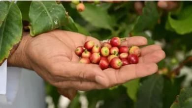 تفوق البن النجراني على جميع أنواع البن في السعودية: الأسباب وراء ذلك