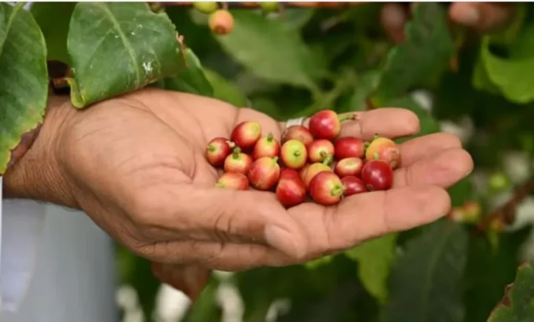 تفوق البن النجراني على جميع أنواع البن في السعودية: الأسباب وراء ذلك