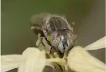 صور جديدة لانتشار نوع جديد من الذباب في السعودية والبيئة تحدد المناطق المتأثرة