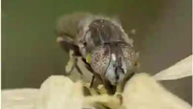 صور جديدة لانتشار نوع جديد من الذباب في السعودية والبيئة تحدد المناطق المتأثرة