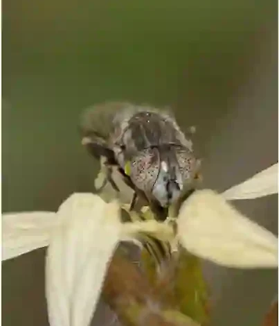 صور جديدة لانتشار نوع جديد من الذباب في السعودية والبيئة تحدد المناطق المتأثرة