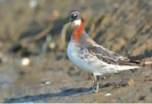 صور حصرية توثق ظهور طائر نادر لأول مرة في سماء السعودية