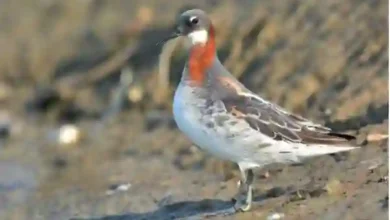 صور حصرية توثق ظهور طائر نادر لأول مرة في سماء السعودية