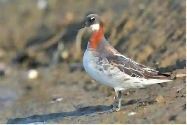 صور حصرية توثق ظهور طائر نادر لأول مرة في سماء السعودية